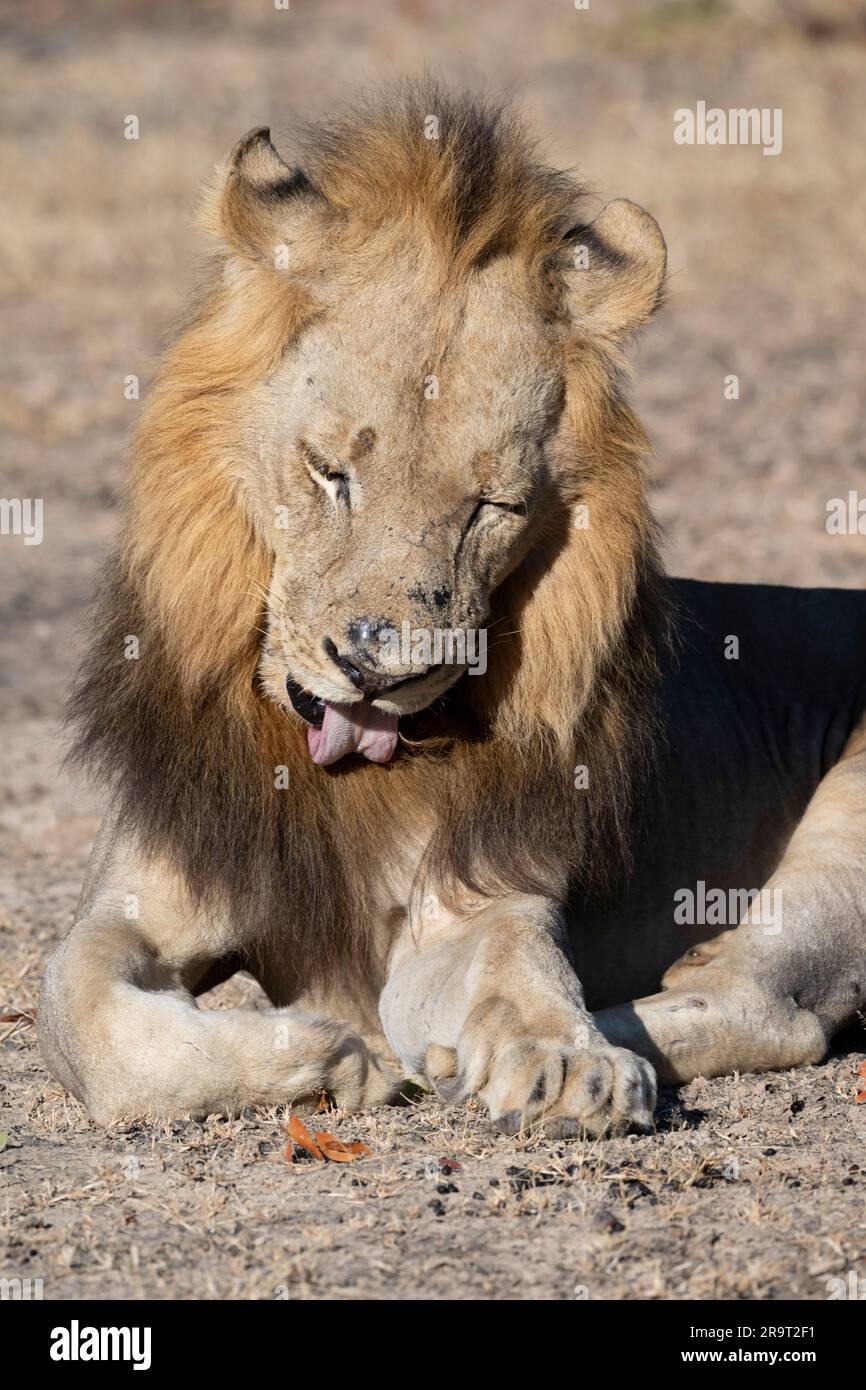 Zambia, South Luangwa NP. Leone maschile (SELVAGGIO: Panthera leo). Foto Stock