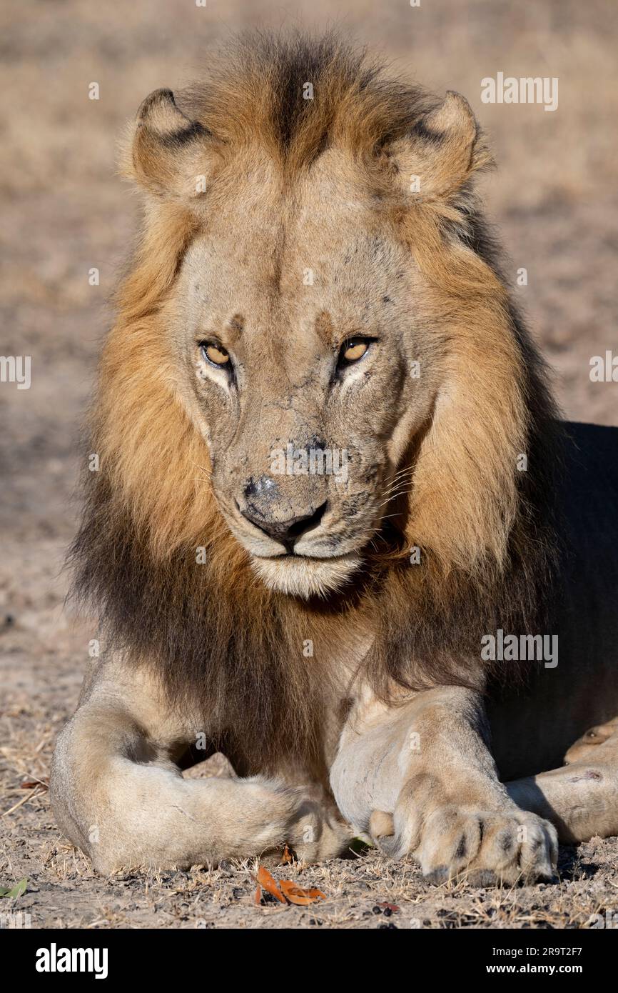 Zambia, South Luangwa NP. Leone maschio (SELVATICO: Panthera leo) Foto Stock