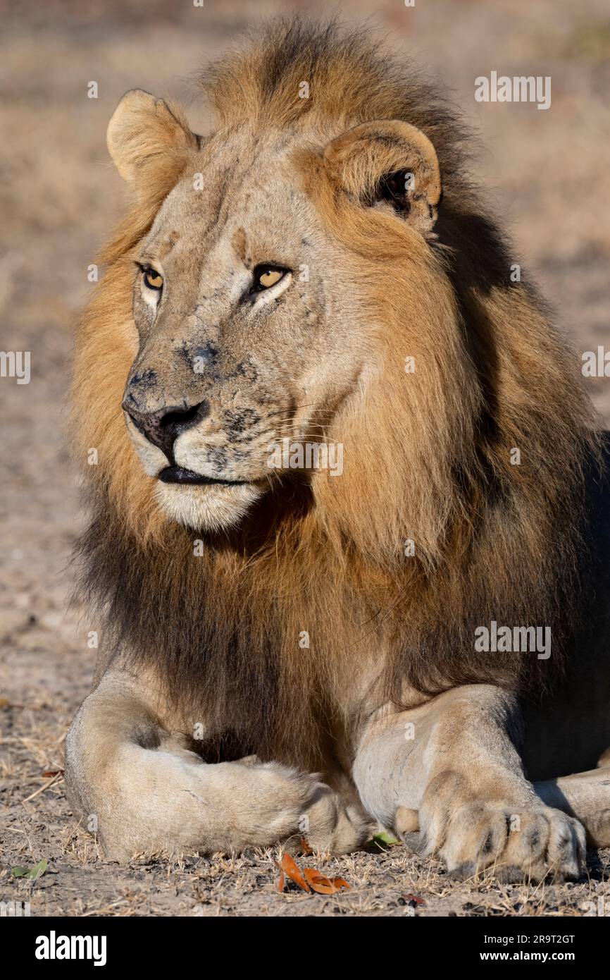 Zambia, South Luangwa NP. Leone maschio (SELVATICO: Panthera leo) Foto Stock