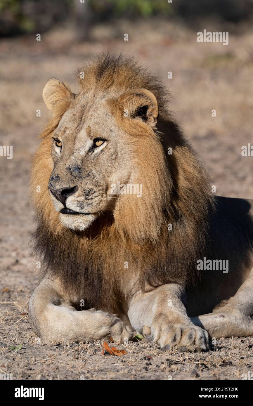 Zambia, South Luangwa NP. Leone maschio (SELVATICO: Panthera leo) Foto Stock