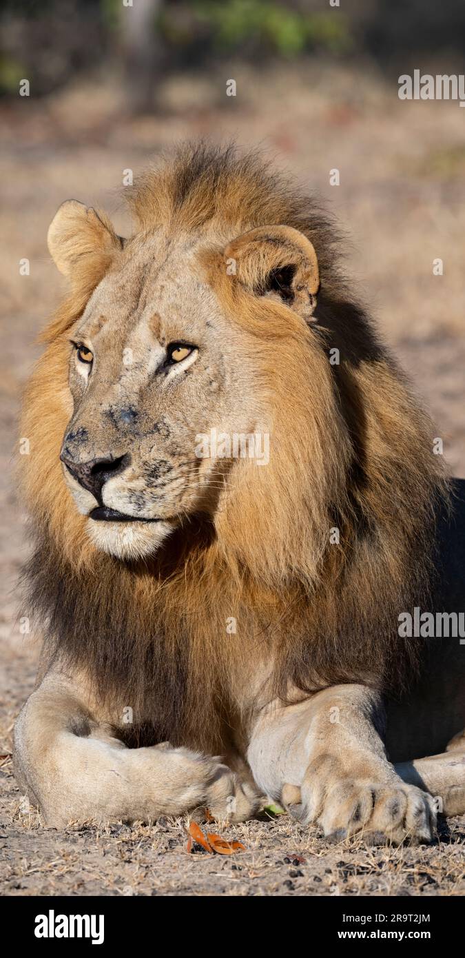 Zambia, South Luangwa NP. Leone maschio (SELVATICO: Panthera leo) Foto Stock