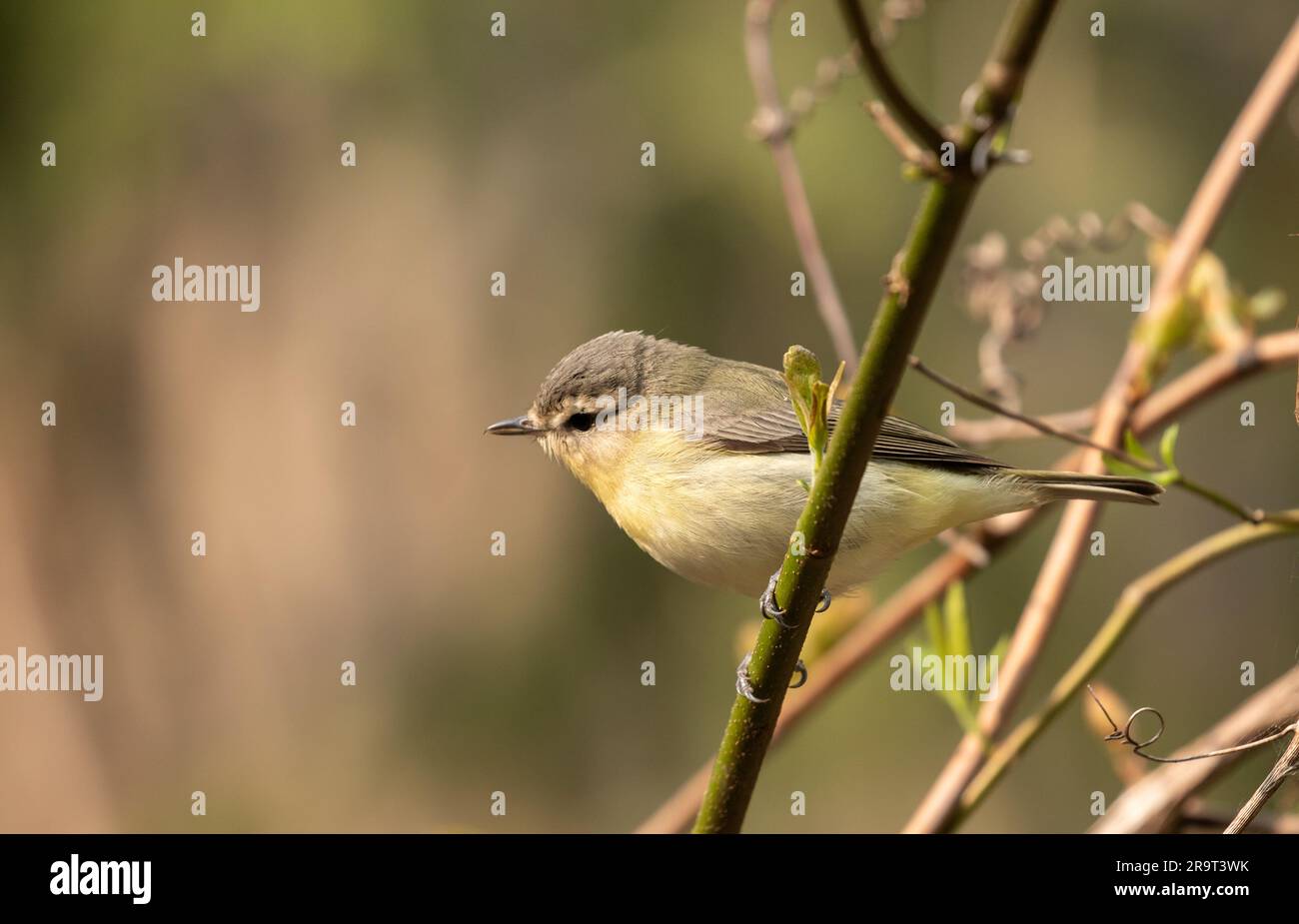 Primo piano del Philadelphia Vireo che si arrocca su una diramazione alberata durante la migrazione primaverile, Ontario, Canada Foto Stock
