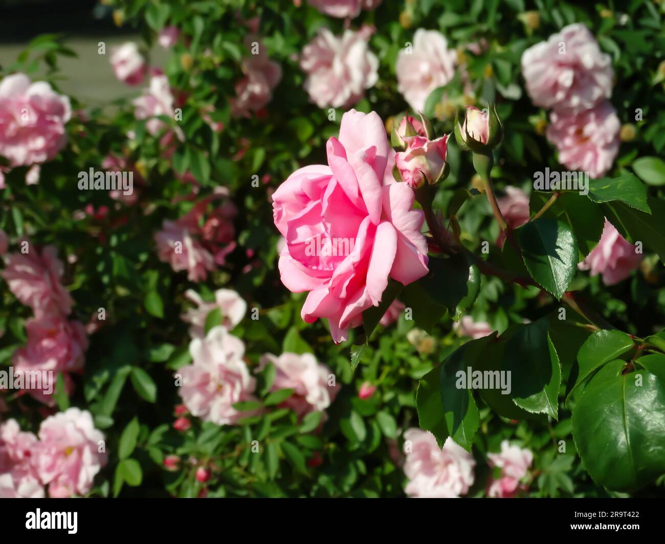 Colore rosa Floribunda Rosa Leonardo da Vinci fiori in un giardino dopo la pioggia nel luglio 2023. Idea per cartoline, saluti, inviti, poster, sposi Foto Stock