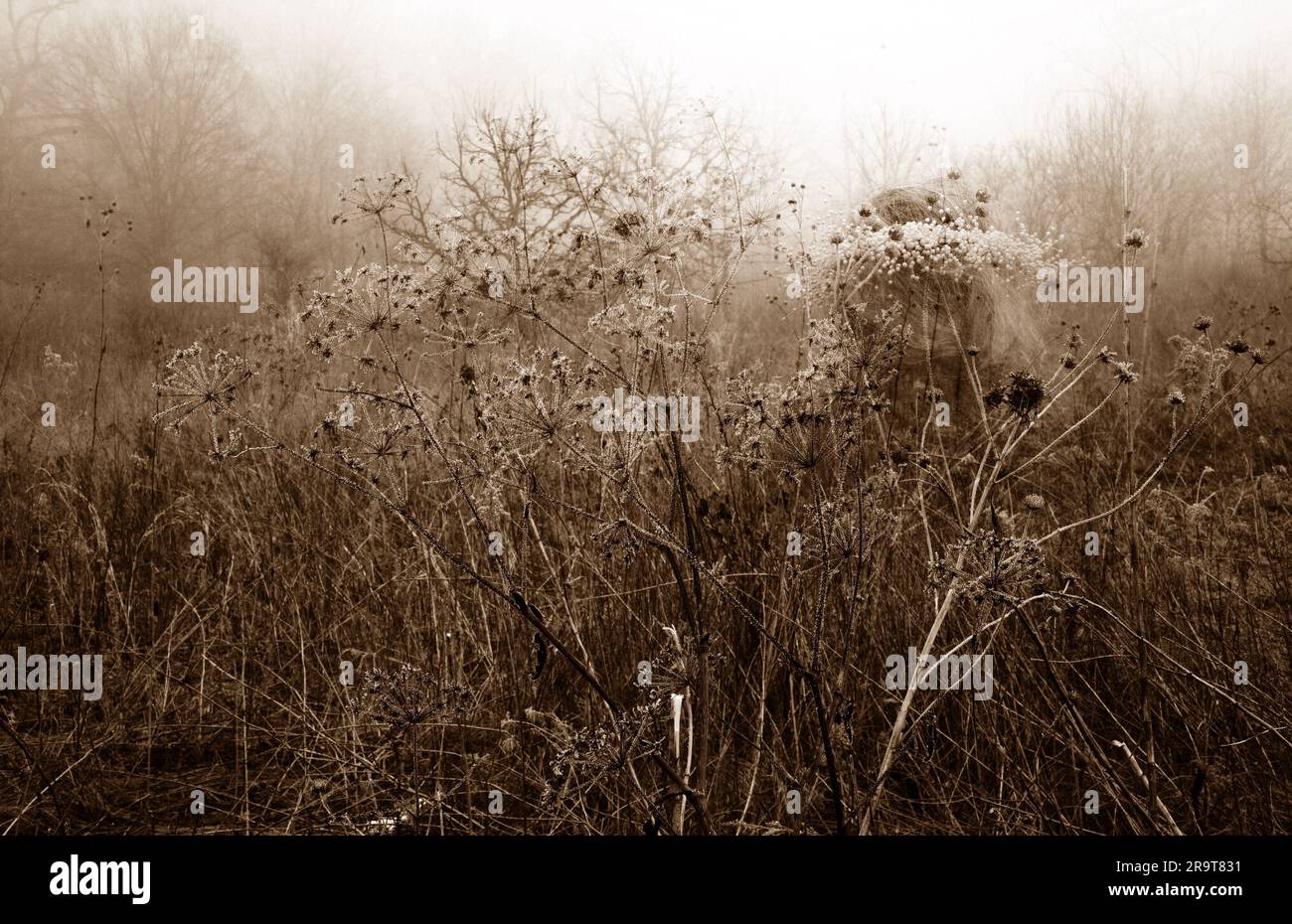 Strega verde che cammina attraverso paludi innevate. Immagine stratificata con colori creativi. Foto Stock