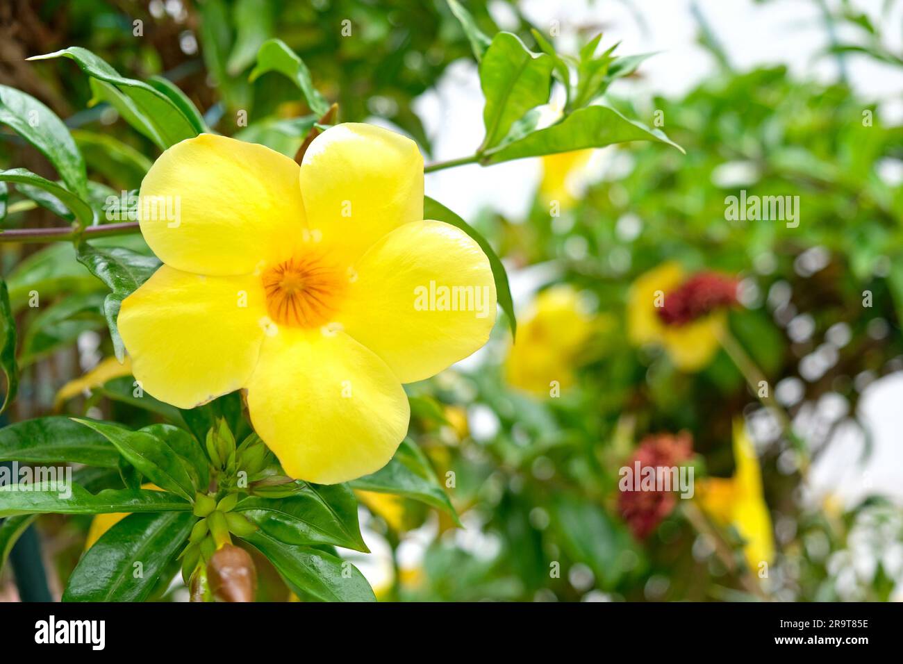 Grande fiore giallo con cinque petali rotondi, sfondo floreale. Foto Stock