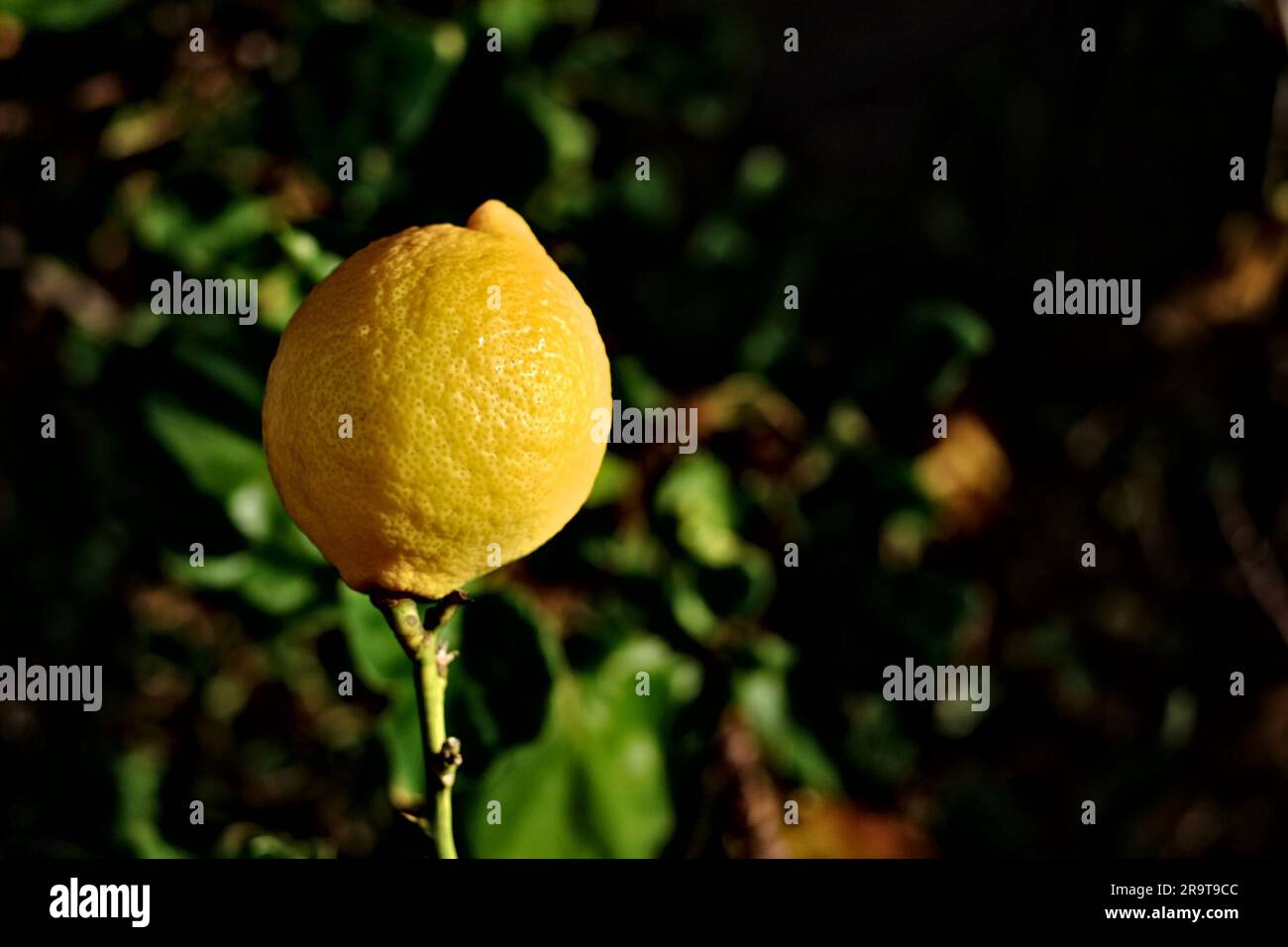 Limone agrumi saturo su sfondo floreale scuro. Foto Stock