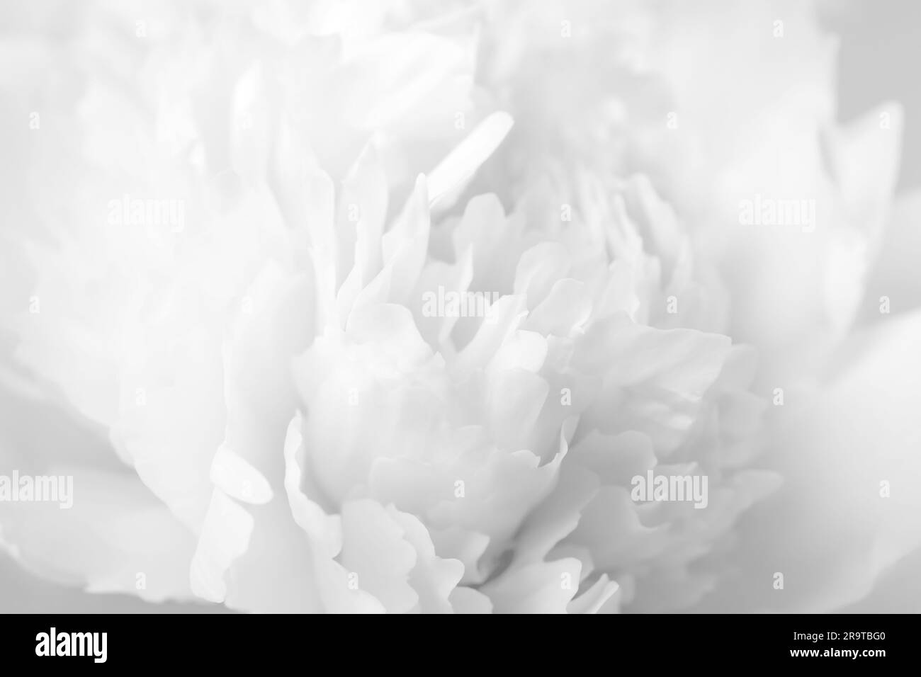 Bellissimo fiore di peonia bianco come sfondo, primo piano Foto Stock