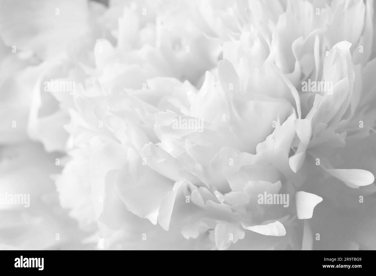 Bellissimo fiore di peonia bianco come sfondo, primo piano Foto Stock