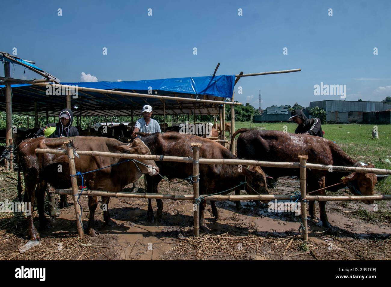 I lavoratori fanno il bagno di una mucca il 26 giugno 2023, per la prevenzione della malattia da grumi cutanei in un mercato di bestiame a Bogor, Giava Occidentale, Indonesia Foto Stock