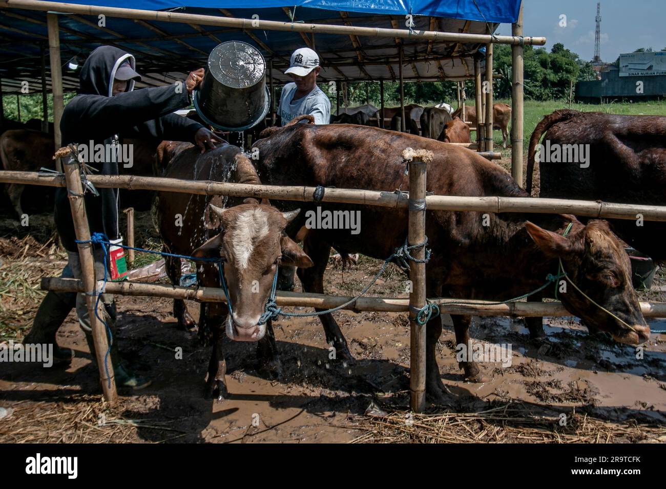 I lavoratori fanno il bagno di una mucca il 26 giugno 2023, per la prevenzione della malattia da grumi cutanei in un mercato di bestiame a Bogor, Giava Occidentale, Indonesia Foto Stock