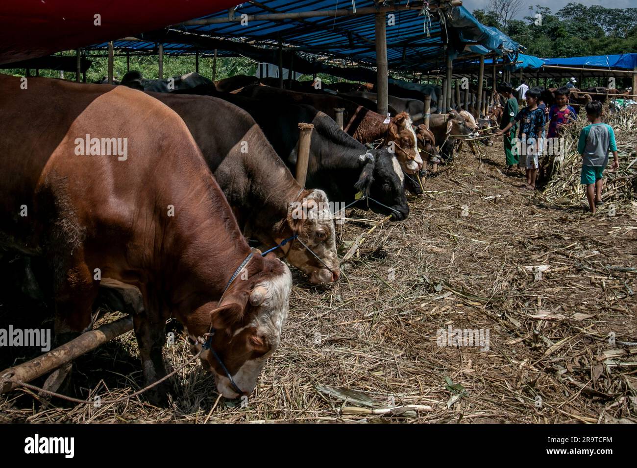 I bambini nutrono le mucche in un mercato di bestiame a Bogor, Giava Occidentale, Indonesia, il 26 giugno 2023 Foto Stock
