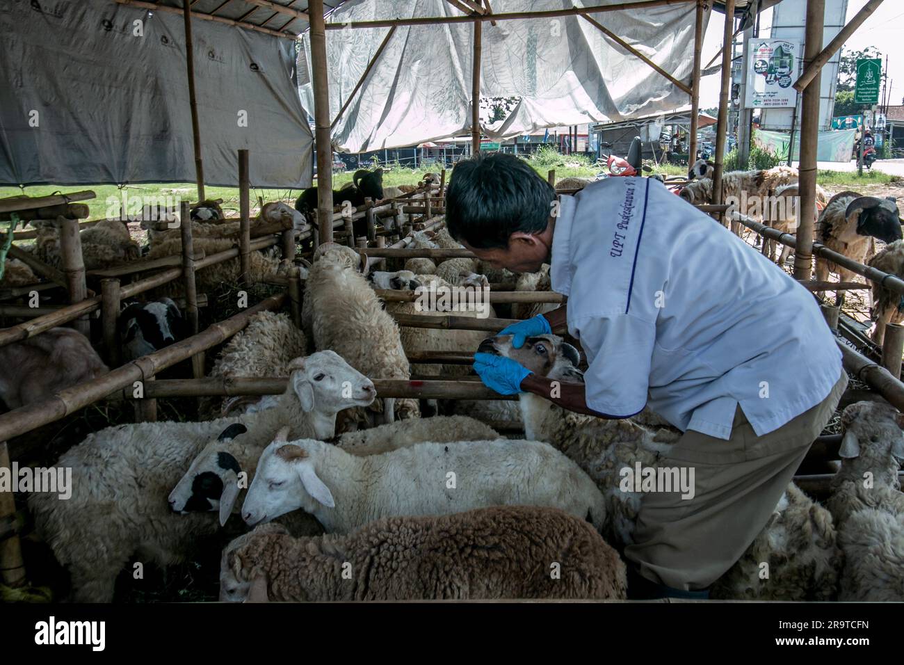 Un veterinario controlla la salute degli agnelli il 26 giugno 2023 in un mercato di bestiame a Bogor, Giava Occidentale, Indonesia Foto Stock