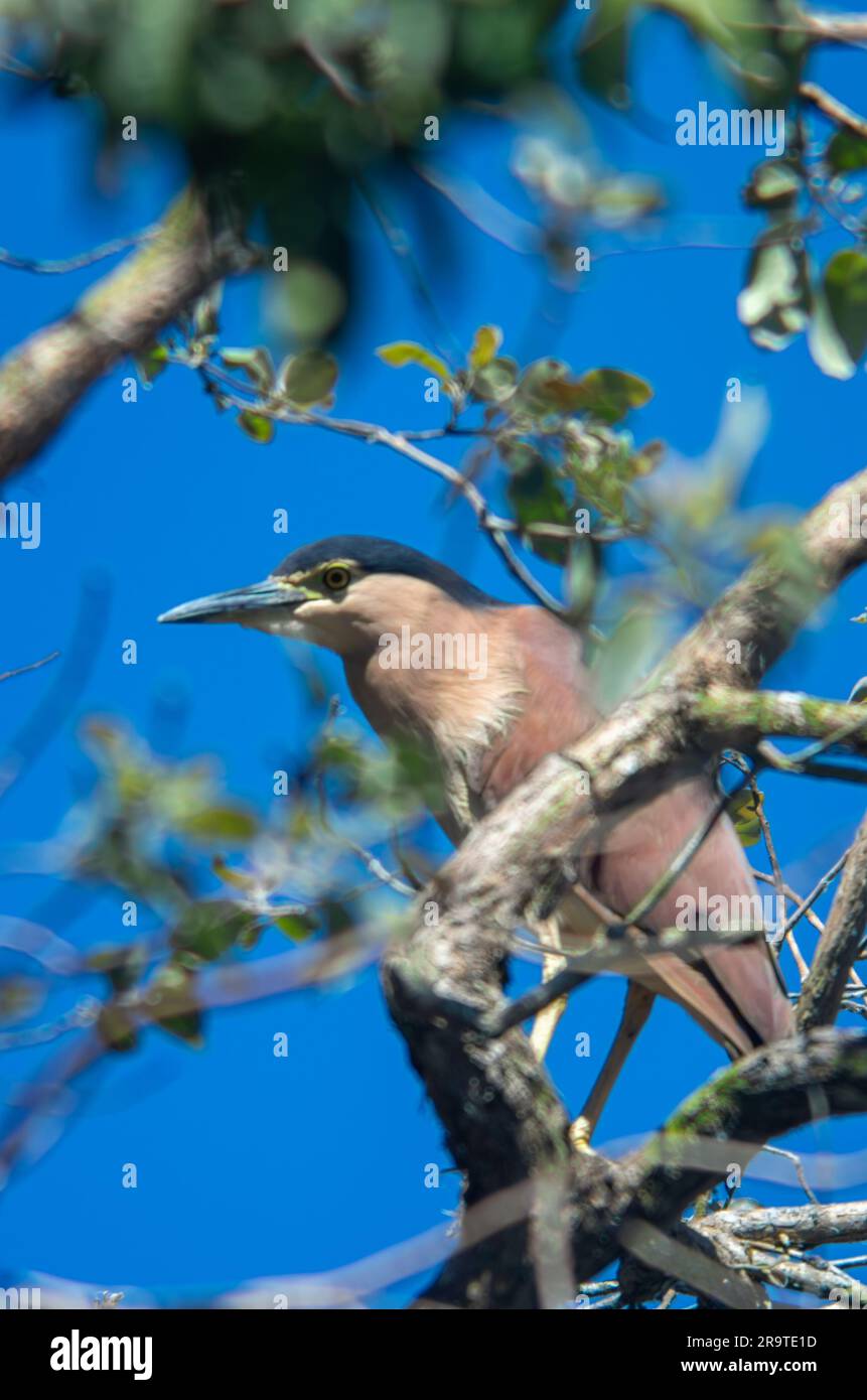 Nankeen Night Heron, Nycticorax caledonicus, , che cammina su un albero alto, Hasties Swamp Australia. Foto Stock