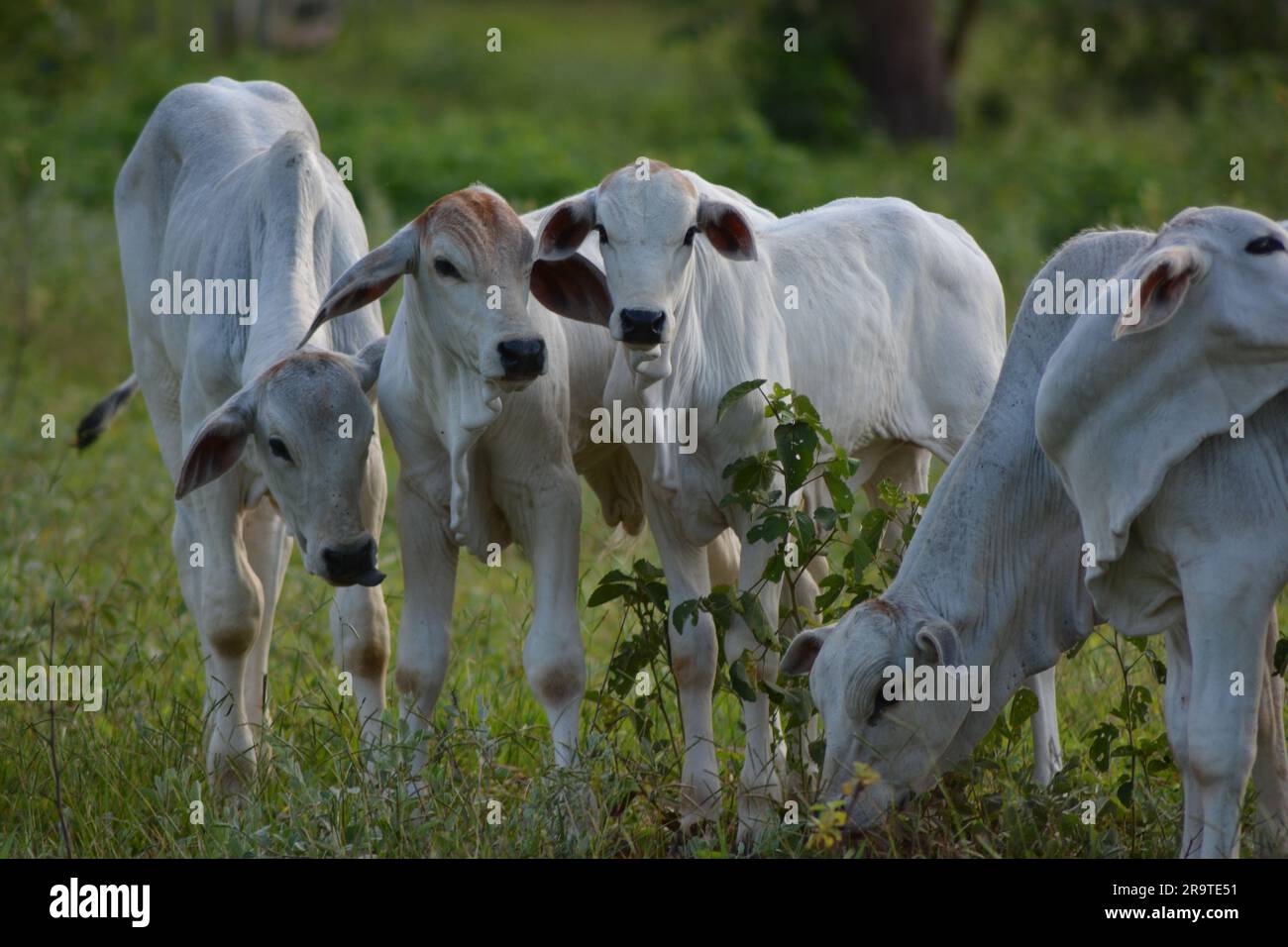 Vista frontale dei bellissimi e sani vitelli e mucche di Nelore in una giornata di sole in campagna. Il bestiame brasiliano è allevato per il consumo interno e f Foto Stock