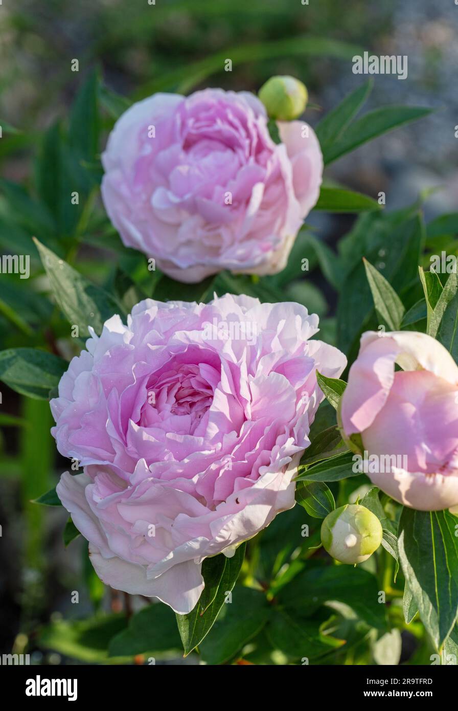 "Rosa" gigante giardino comune peonia, Luktpion (Paeonia lactiflora) Foto Stock