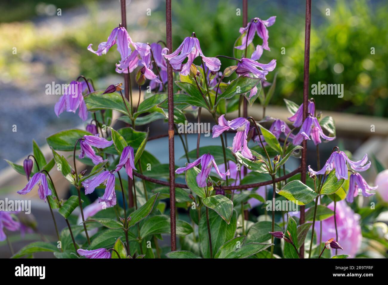 "Floris V' Clematis solitaria, Helbladig klematis (Clematis integrifolia) Foto Stock