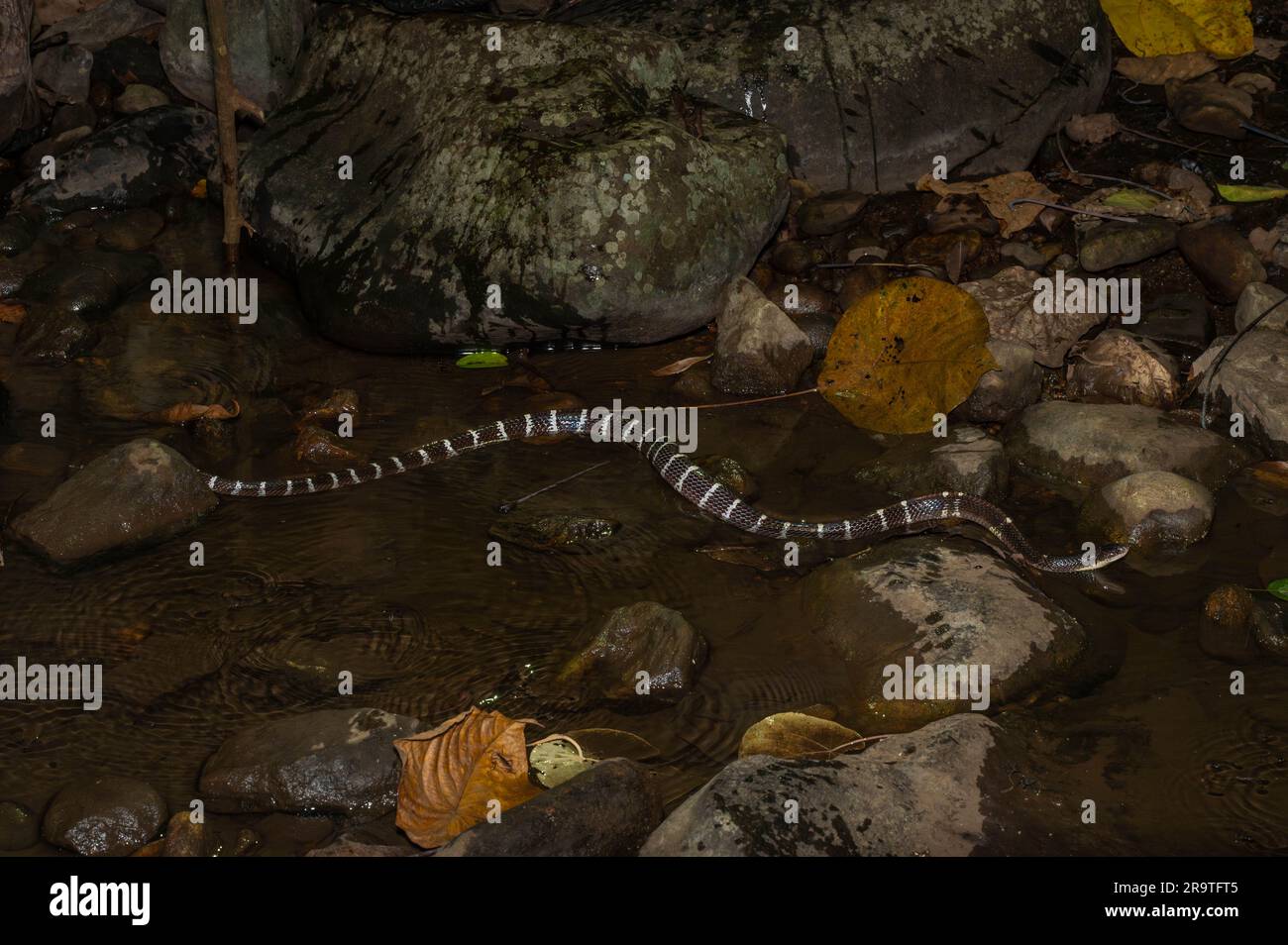 Krait comune (Bungarus caeruleus) dai Ghati occidentali nel Karnataka, India. Foto Stock