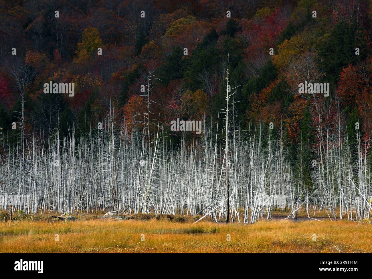 Alberi morti a Majors Pond, sulle Adirondacks Mountains, New York, USA Foto Stock