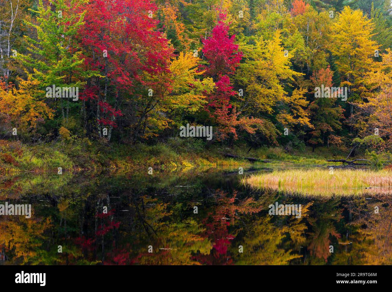 Fogliame autunnale lungo il fiume Raquette, i monti Adirondack, New York, USA Foto Stock