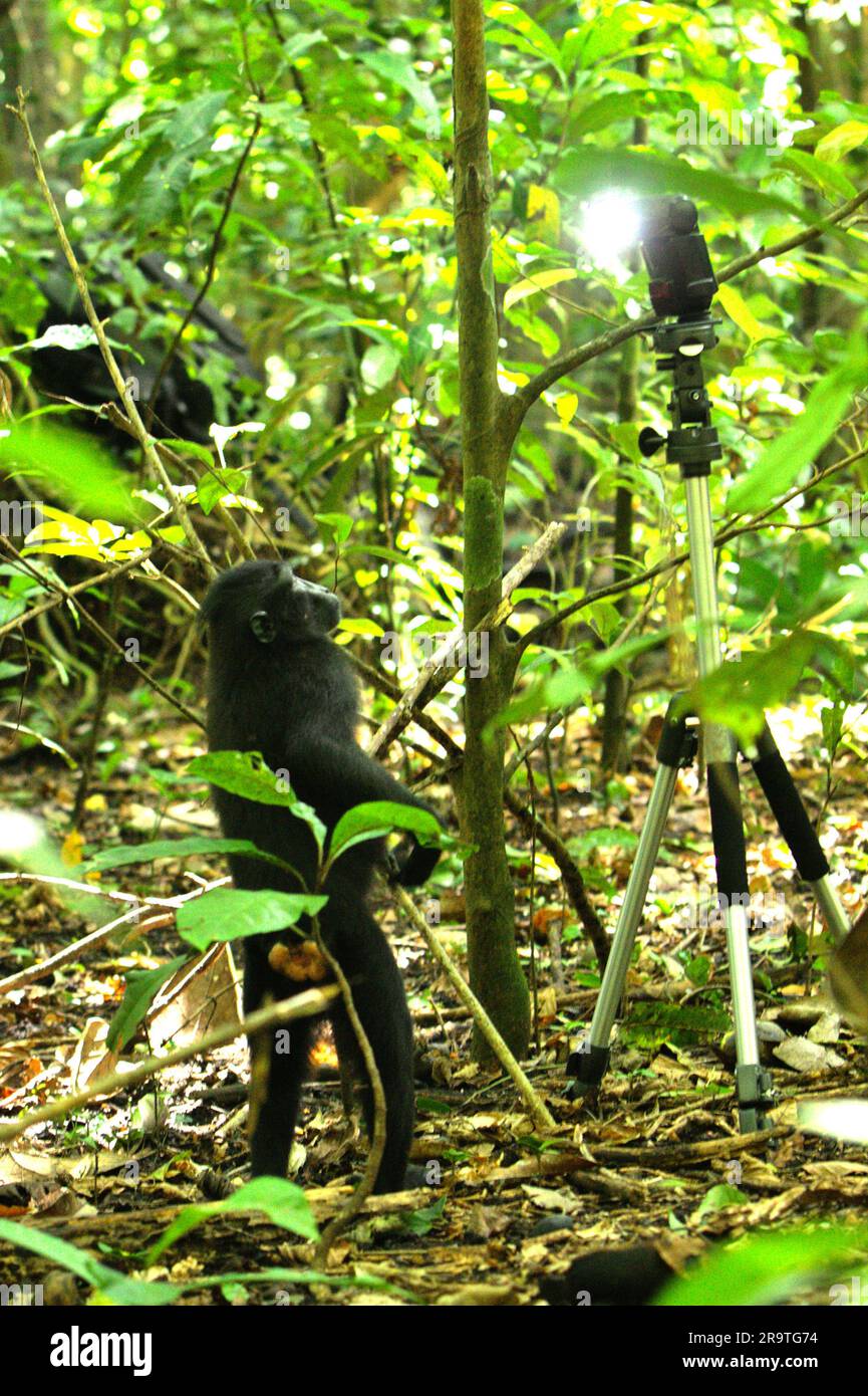 Un macaco crestato (Macaca nigra) si erge bipedalmente mentre curiosamente presta attenzione a una torcia elettrica nella foresta di Tangkoko, Sulawesi settentrionale, Indonesia. Le attività umane insostenibili sono ora la forza principale che spinge le specie di primati all'estinzione, dicono gli scienziati. Hanno anche avvertito che l'ecoturismo e la ricerca, nonostante contribuiscano in modo positivo alla conservazione dei primati, hanno le conseguenze involontarie, tra l'altro, di esporre i primati selvatici a patogeni umani e di cambiare gradualmente i loro comportamenti naturali. Foto Stock