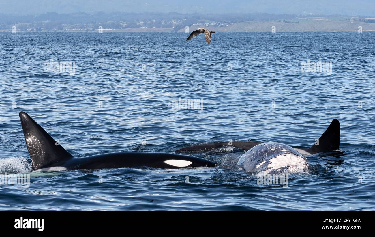 Un branco di orche assassine transitorie, orcinus, che si nutrono di una carcassa grigia di vitello nel Monterey Bay Marine Sanctuary, California, USA Foto Stock