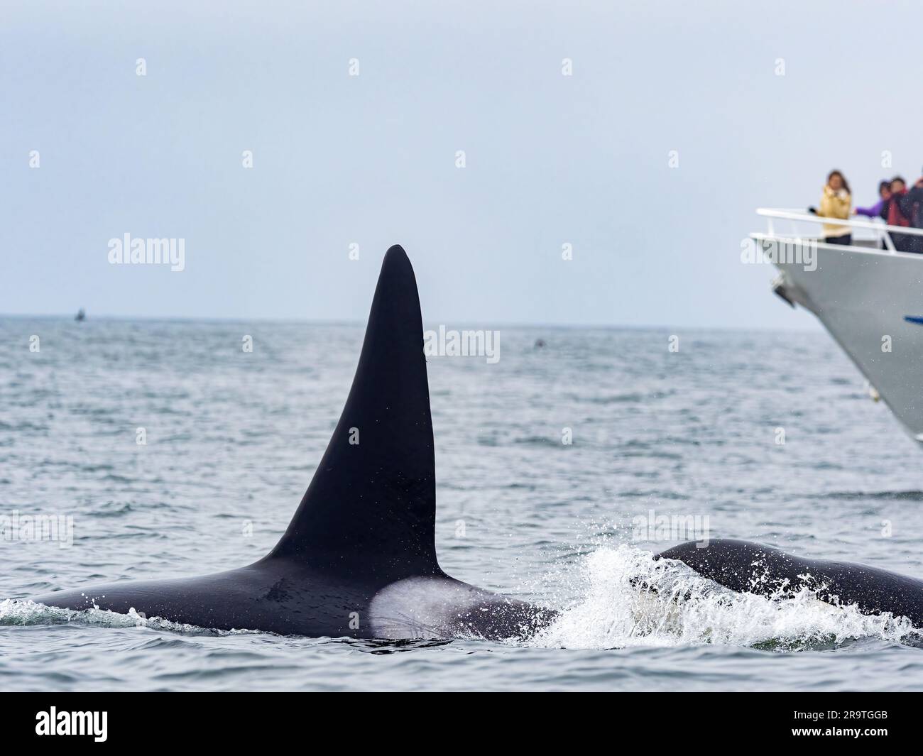 Un branco di orche assassine transitorie, Orcinus orca, vicino a una barca per l'avvistamento delle balene nel Monterey Bay Marine Sanctuary, California. Foto Stock