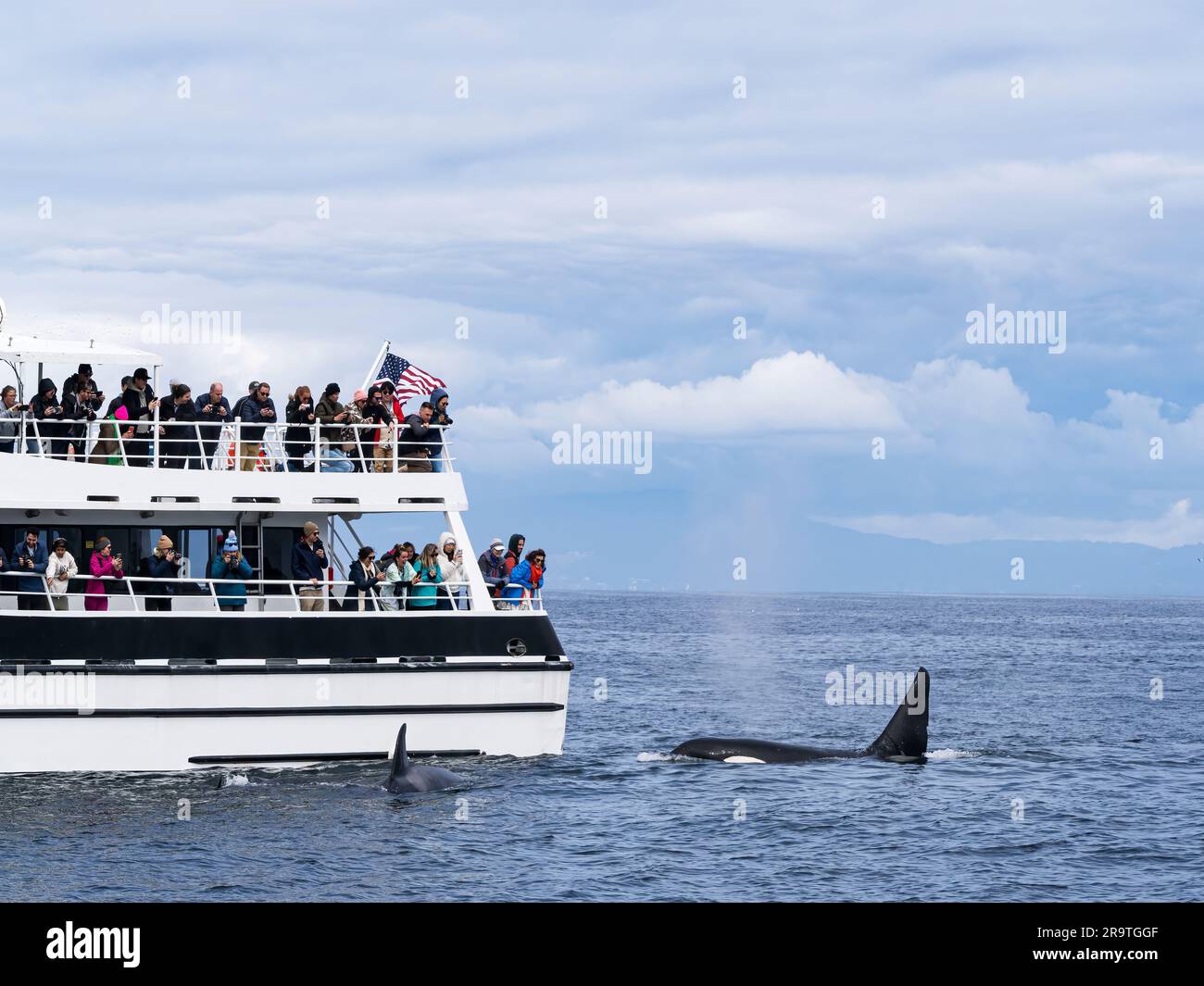 Un branco di orche assassine transitorie, Orcinus orca, vicino a una barca per l'avvistamento delle balene nel Monterey Bay Marine Sanctuary, California. Foto Stock
