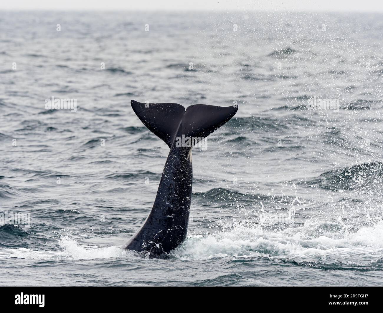 Orche assassine transitorie, orcinus, coda schiaffeggiata nel Monterey Bay Marine Sanctuary, Monterey, California. Foto Stock