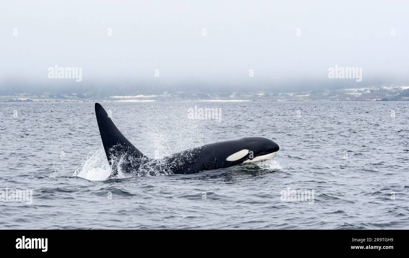 Avvistamento di orche mortali, orcinus orca, nel Monterey Bay Marine Sanctuary, Monterey, California. Foto Stock