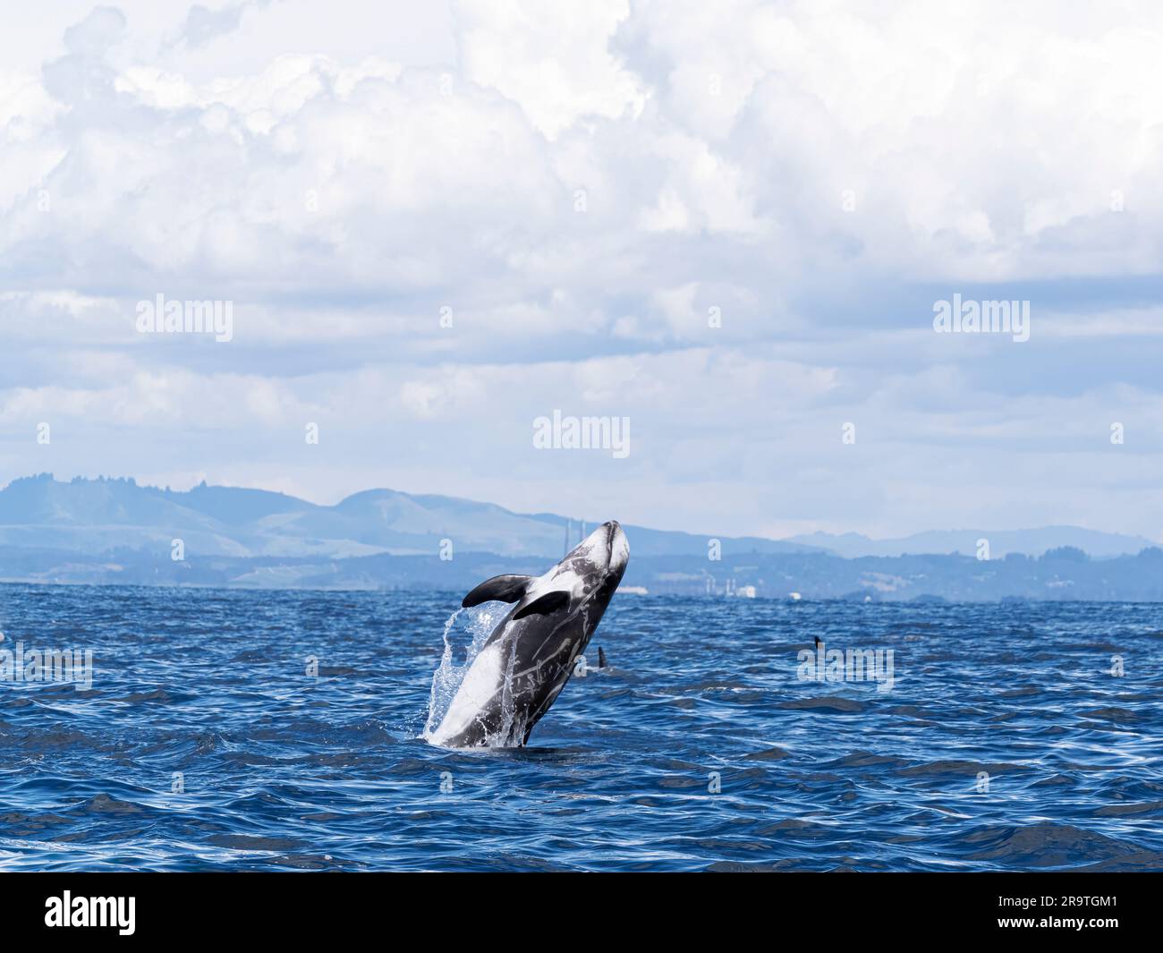 Il delfino di Risso, Grampus griseus, adulti, salta nell'aria nel Monterey Bay Marine Sanctuary, California, USA. Foto Stock
