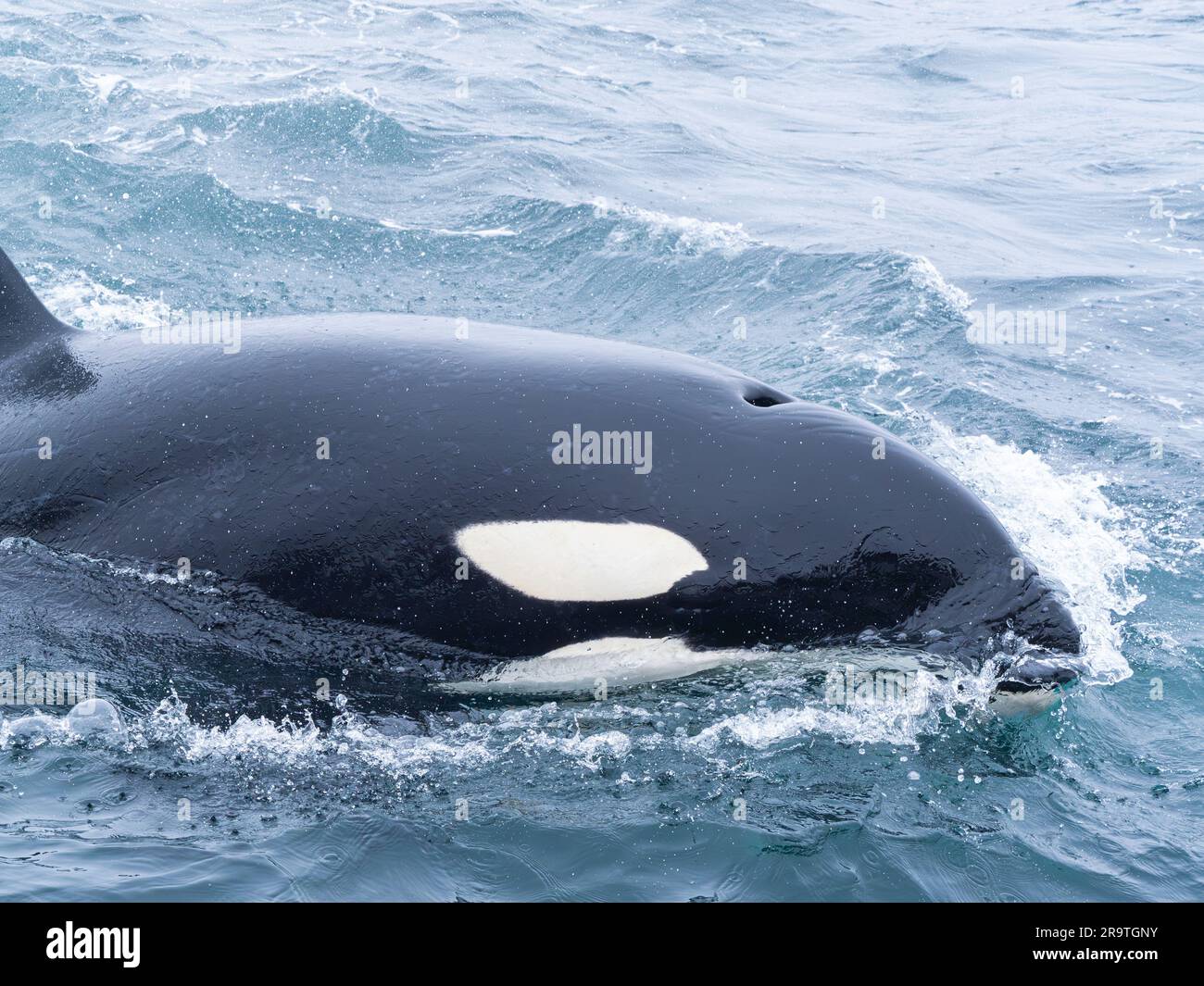 Killer Whale, Orcinus orca, Monterey Bay Marine Sanctuary, California, USA Foto Stock