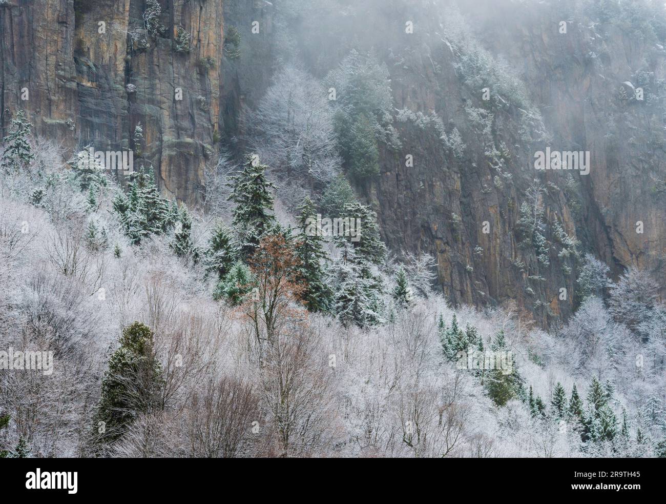 Alberi ghiacciati ai piedi della montagna, Wilmington Notch, Adirondack Mountains, New York, USA Foto Stock