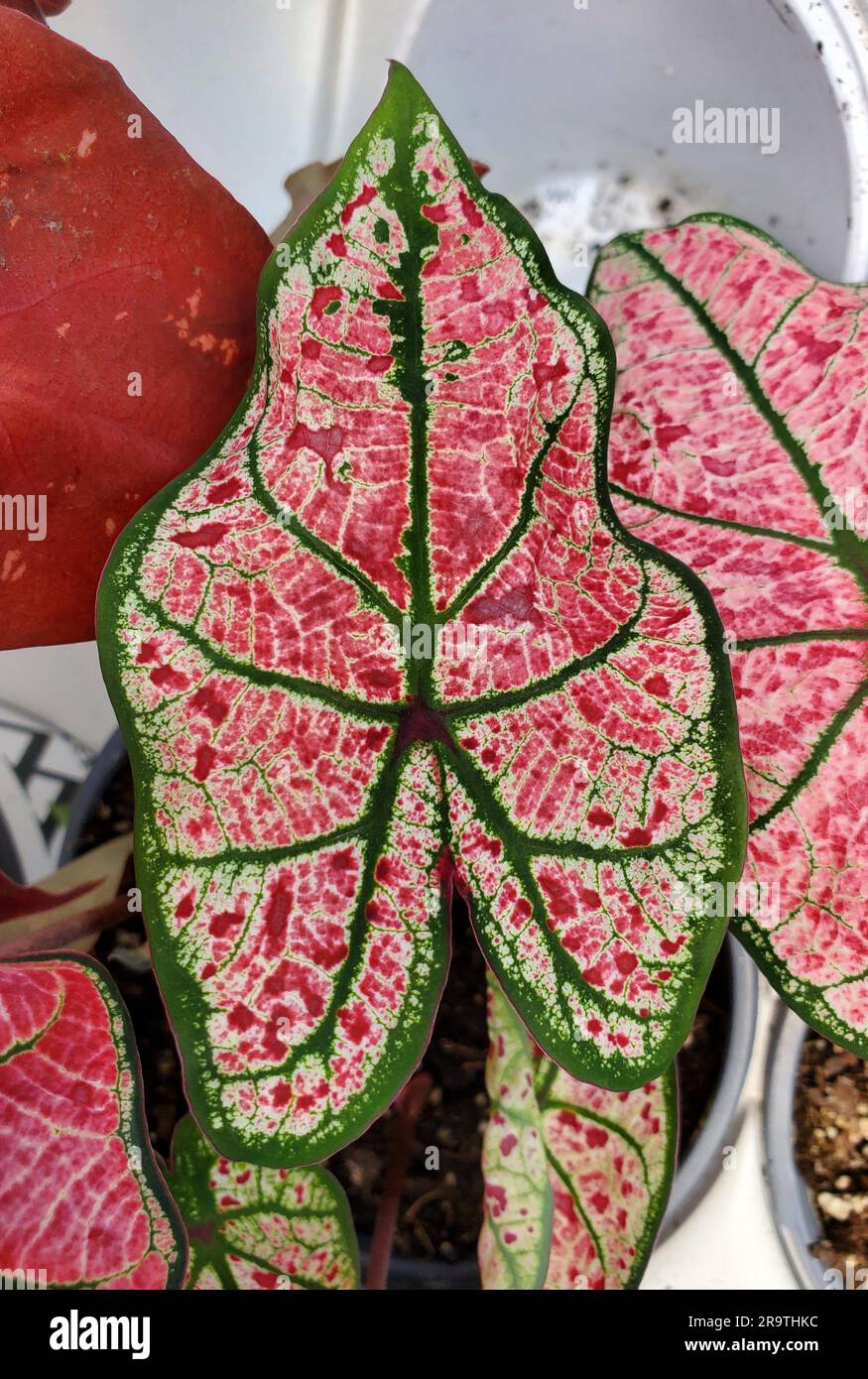 Splendide vene rosa, bianche e verdi di Caladium Splash of Wine Foto Stock