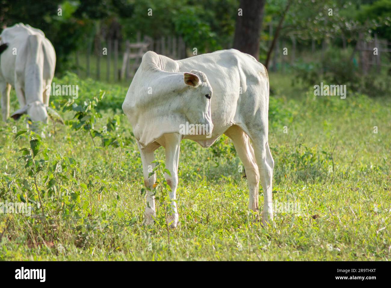 Bellissimo vitello bianco di Nellore che si graffiava nel pascolo del Brasile rurale, il più grande produttore di bovini da carne al mondo. Agroalimentare e carne Foto Stock