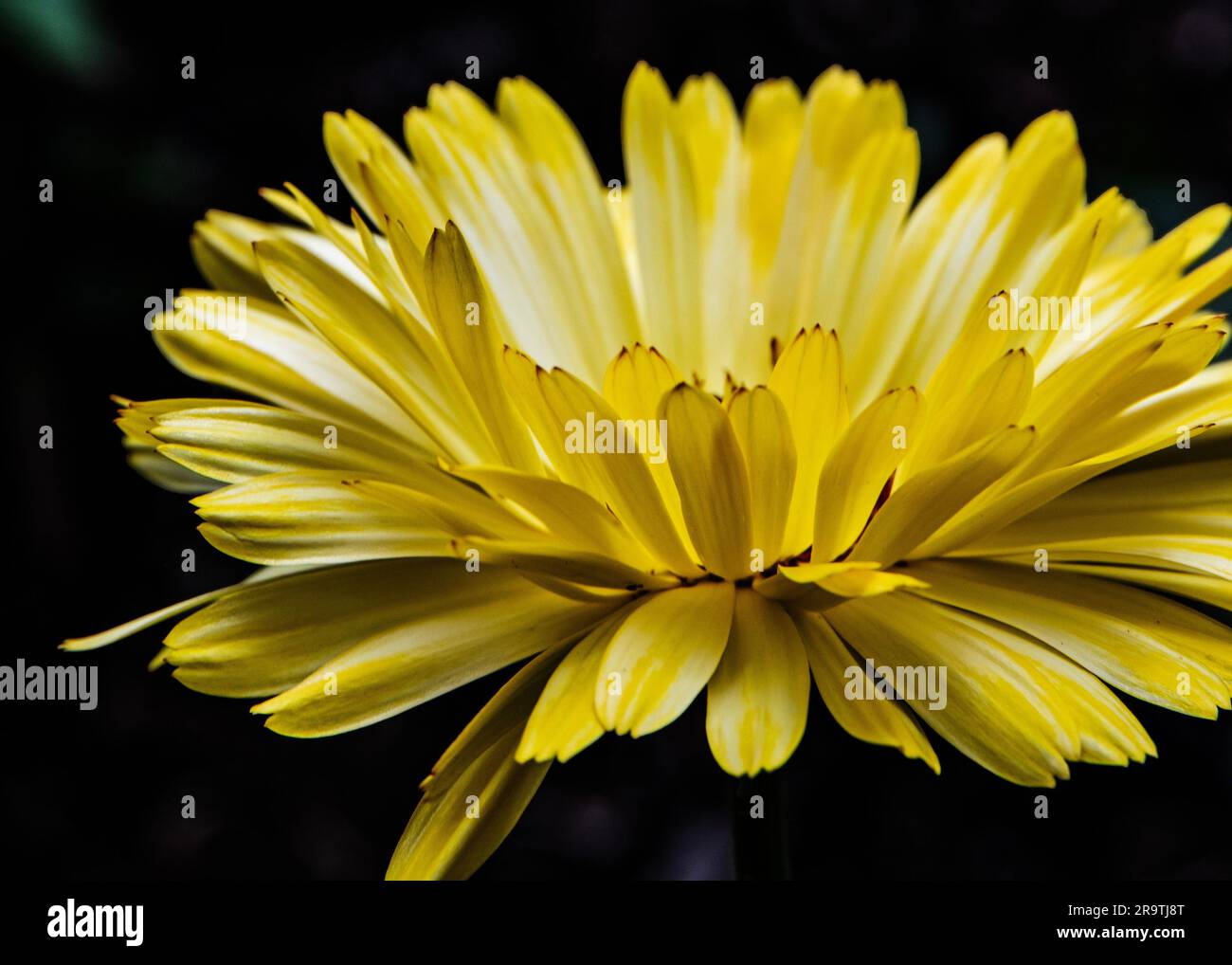 Fioritura delle margherite gialle nel giardino estivo Foto Stock