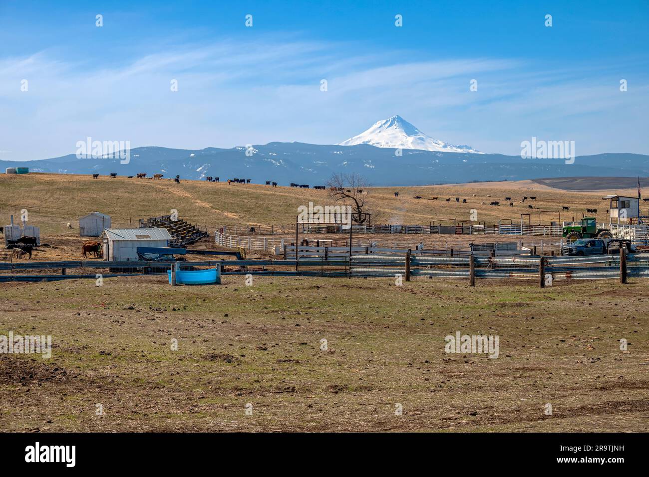 Ranch di bestiame con Mt. Hood in background, Oregon, USA Foto Stock