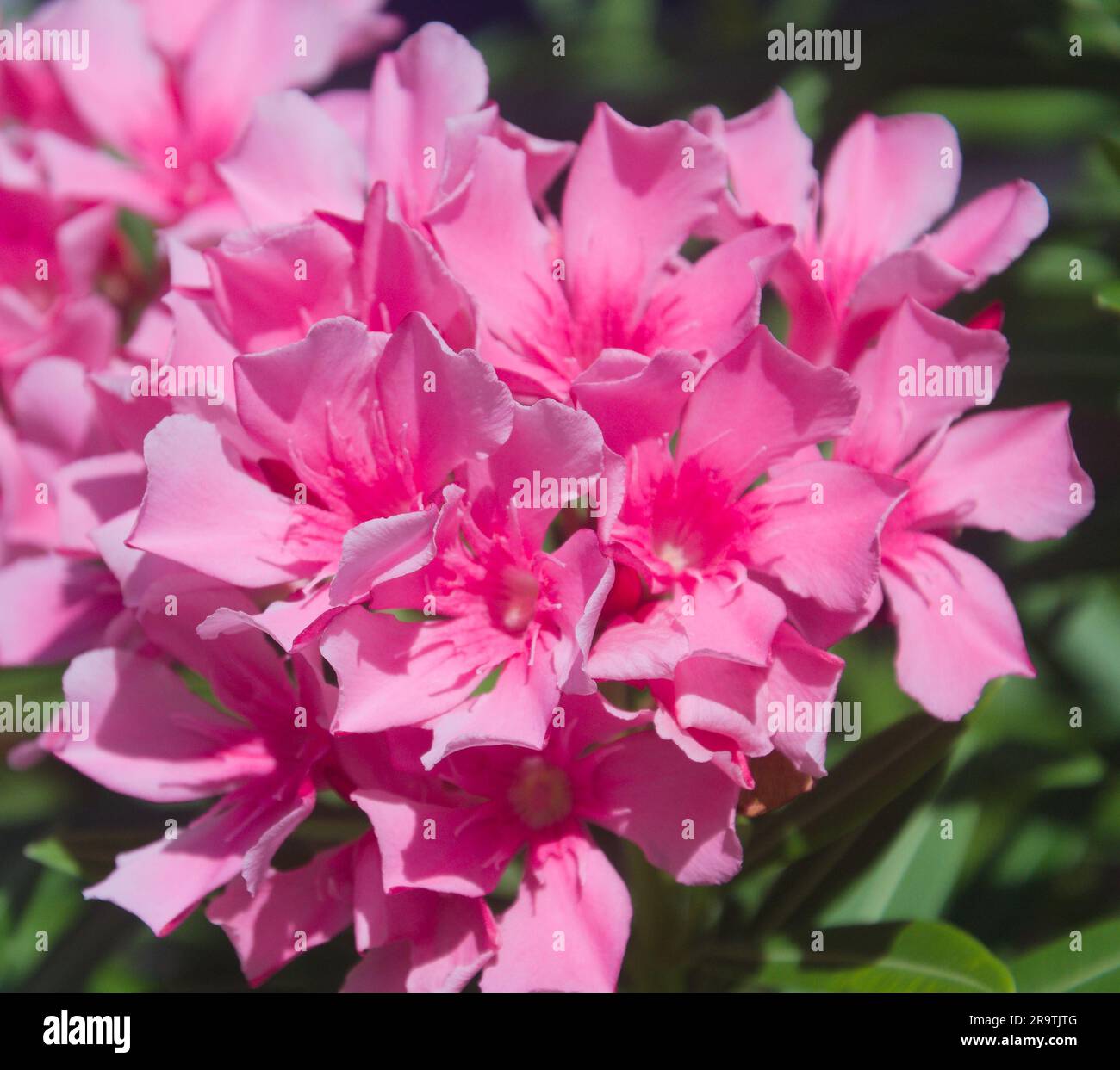 Nerium oleander, fiore di Oleander in Thailandia, genere Nerium, appartenente alla sottofamiglia Apocynoideae della famiglia dogbane Apocynaceae. Foto Stock