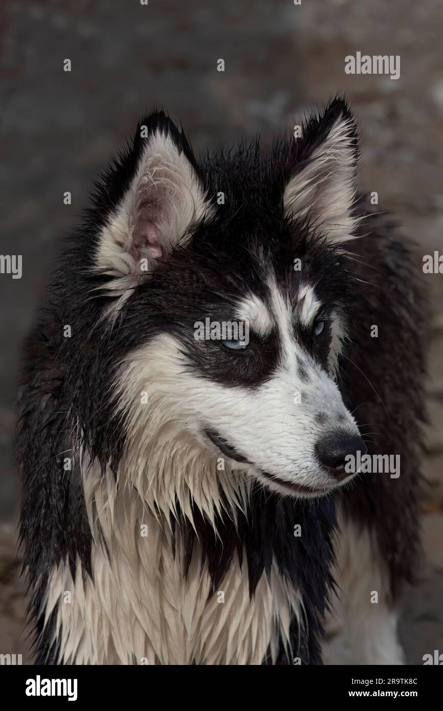 Husky siberiano. Il rivestimento isolato a due strati offre un'ottima protezione contro il freddo Foto Stock