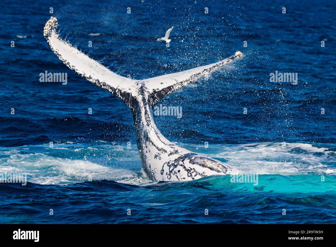 Le balene megattere schiaffeggiano la coda della loro migrazione oltre la Tweed Coast e la Gold Coast nell'Australia orientale Foto Stock