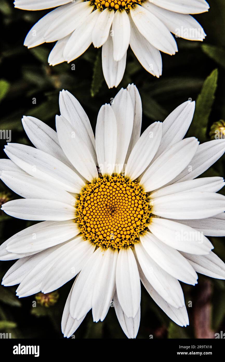 Margherita bianca nel giardino primaverile Foto Stock