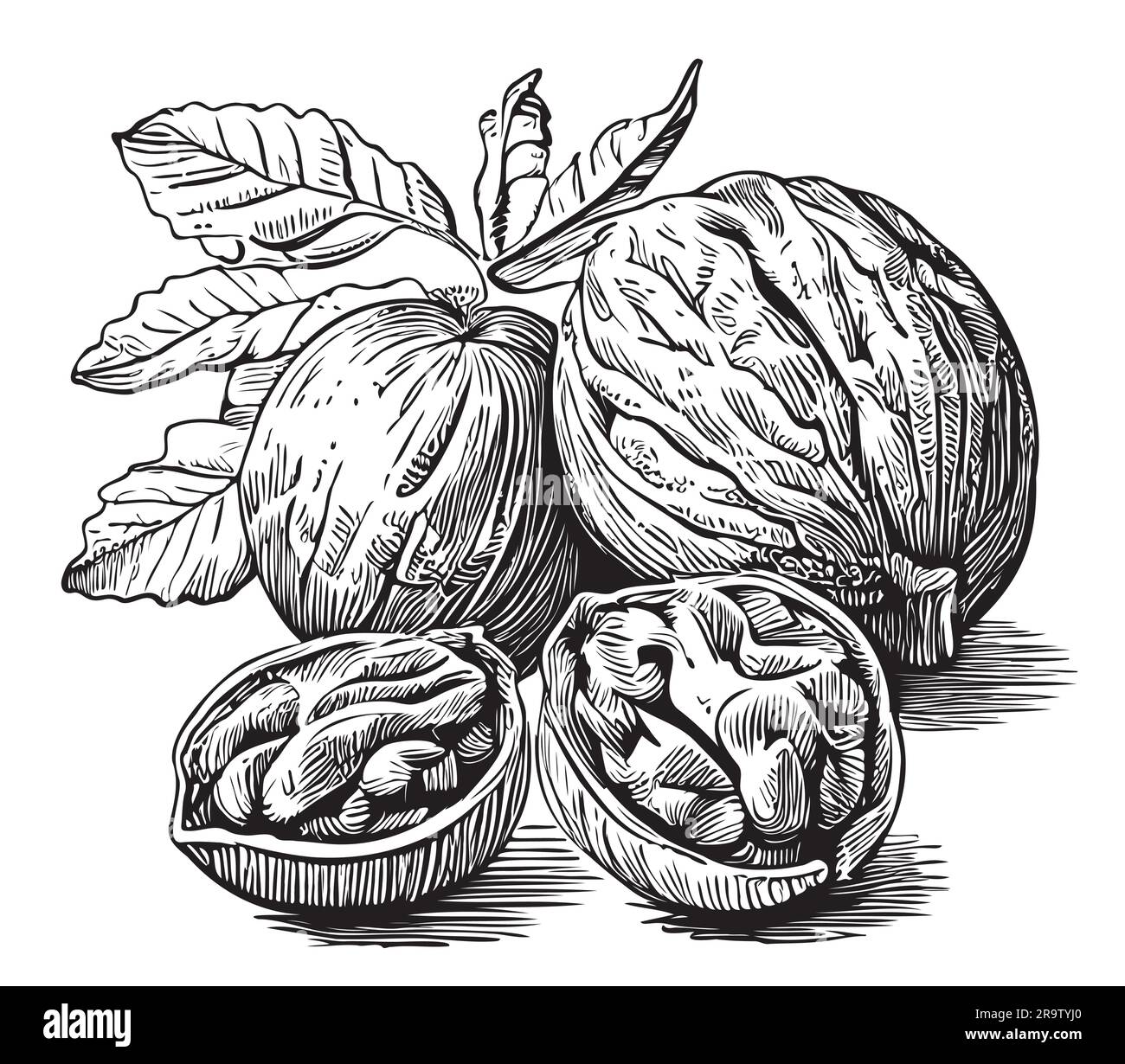 Noci disegno disegnato a mano cibo sano, illustrazione Illustrazione Vettoriale