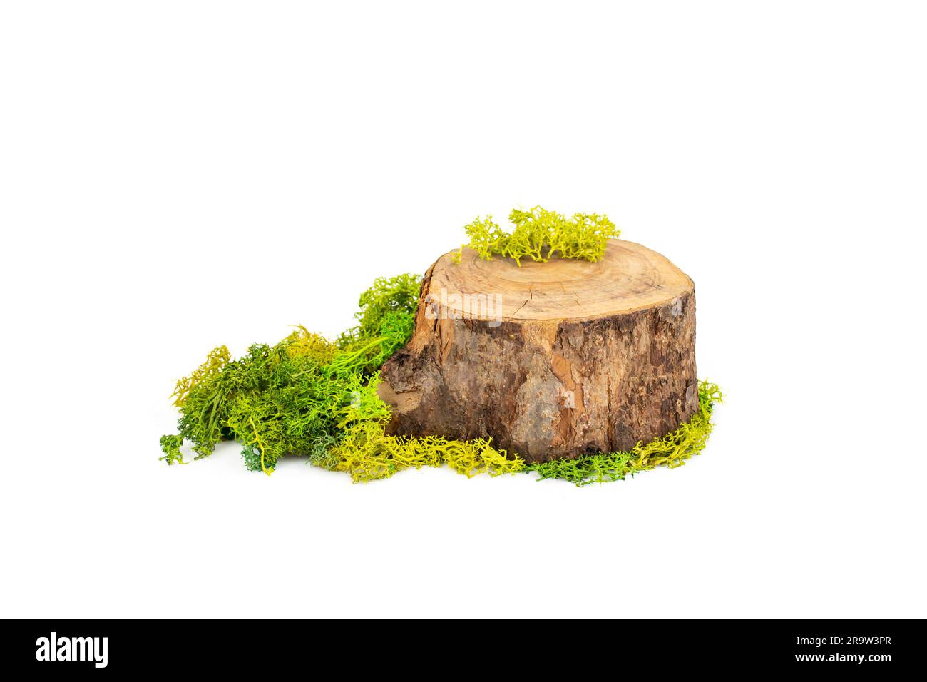 Sezione trasversale del tronco con lichene verde stabilizzato per la visualizzazione del prodotto, isolata su sfondo bianco Foto Stock