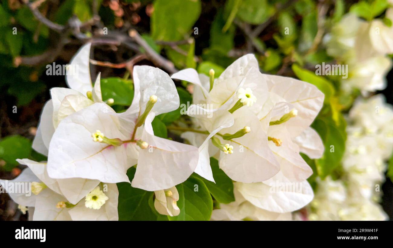 Altro o filamento di un fiore bianco di bouganvillea, che è una pianta perenne, rampicante, legnosa che cresce molto alta. Impianti concettuali. Foto Stock