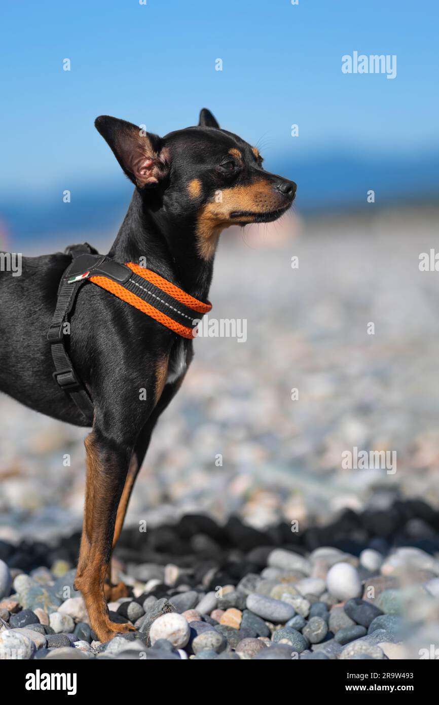 Bel cane nero e tan della razza russa Toy Terrier posa sulla spiaggia sullo sfondo del mare in una giornata di sole. Foto verticale Foto Stock