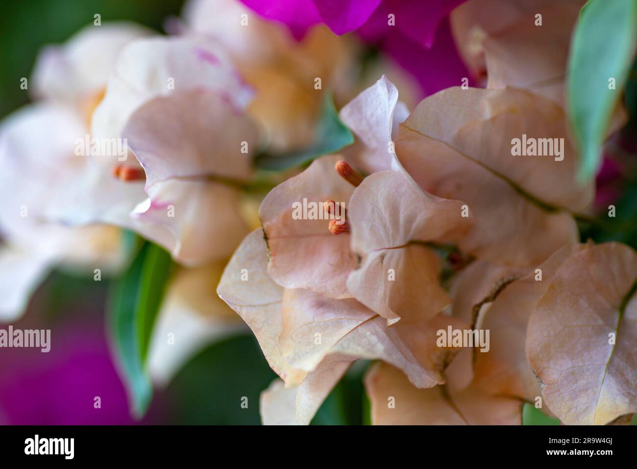 Fiori di bouganville in gruppi con bratta colorata papillosa, di diverse varietà di fiori singoli o doppi che sono piante perenni, arrampicate, Foto Stock