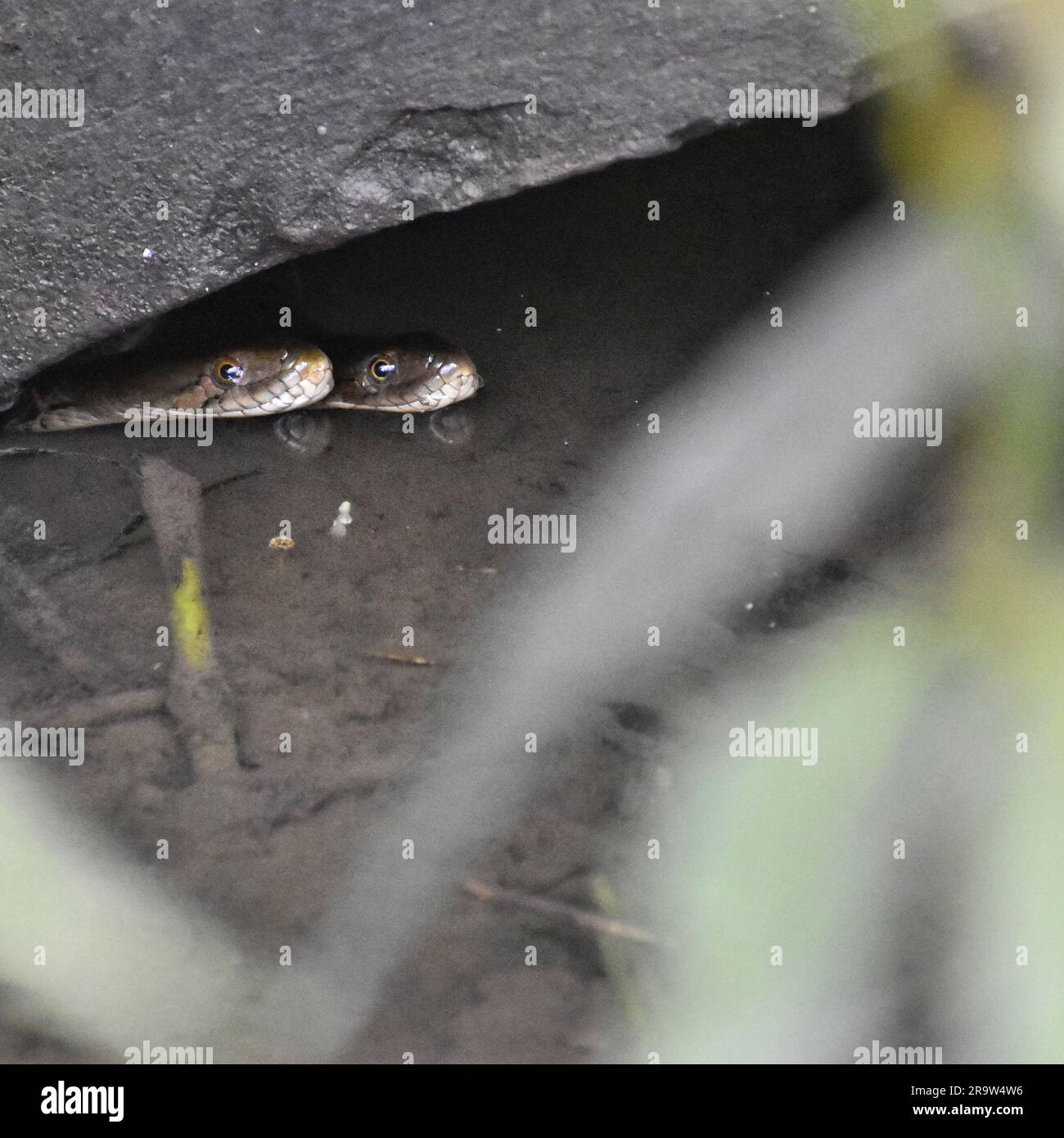 Due serpenti di cobra che osservano dall'interno di una fossa d'acqua in un santuario faunistico Foto Stock