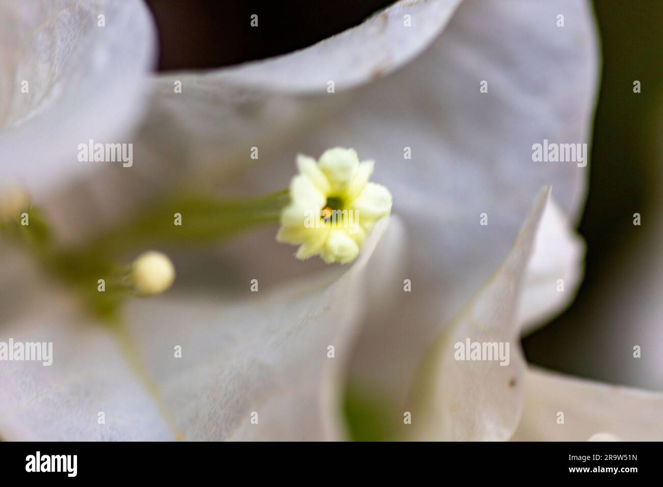 Bouganvillea papillosa bianca, a fiore singolo o doppio, che è una pianta perenne, arrampicata, legnosa che raggiunge una grande altezza. Concetto vario e conf Foto Stock