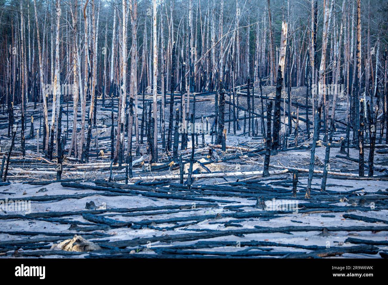 PRODUZIONE - 28 giugno 2023, Meclemburgo-Pomerania occidentale, Lübtheen: Tronchi d'albero caduti e bruciati si trovano su circa 100 ettari di area bruciata coperta di cenere circa due settimane dopo il grande incendio nell'ex area di addestramento militare di Lübtheen. Grazie alle ampie fuochi d'artificio e ai pozzi di estinzione, l'incendio è stato contenuto e, dopo ben tre giorni, messo sotto controllo e in gran parte spento. Due settimane dopo il grande incendio boschivo nell'ex area di addestramento militare di Lübtheen nel sud-ovest del Meclemburgo-Pomerania occidentale, i sentieri per escursioni a piedi e in bicicletta sul sito sono nuovamente puliti. Foto: Jens Foto Stock