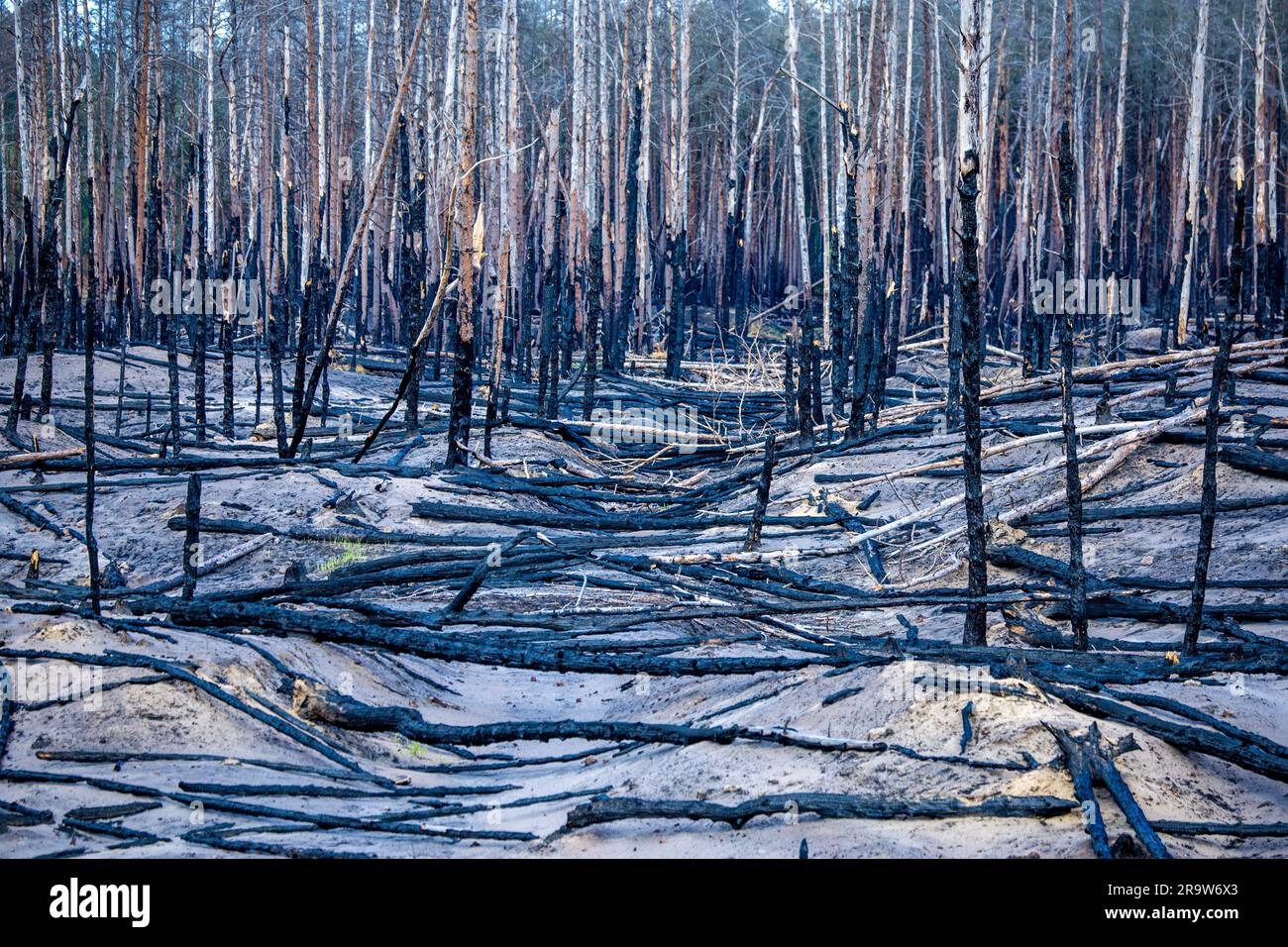 PRODUZIONE - 28 giugno 2023, Meclemburgo-Pomerania occidentale, Lübtheen: Tronchi d'albero caduti e bruciati si trovano su circa 100 ettari di area bruciata coperta di cenere circa due settimane dopo il grande incendio nell'ex area di addestramento militare di Lübtheen. Grazie alle ampie fuochi d'artificio e ai pozzi di estinzione, l'incendio è stato contenuto e, dopo ben tre giorni, messo sotto controllo e in gran parte spento. Due settimane dopo il grande incendio boschivo nell'ex area di addestramento militare di Lübtheen nel sud-ovest del Meclemburgo-Pomerania occidentale, i sentieri per escursioni a piedi e in bicicletta sul sito sono nuovamente puliti. Foto: Jens Foto Stock