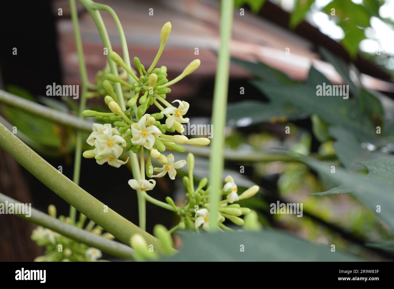 Il fiore di papaia o il fiore di pewpaw sono in piena espansione. Foto Stock